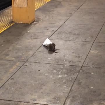 Two rats inside chip bag