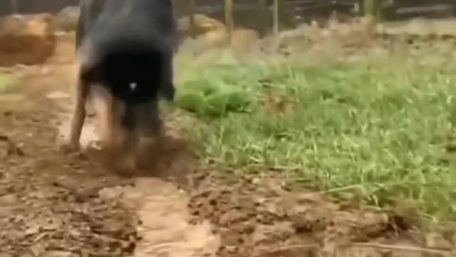 Dog working