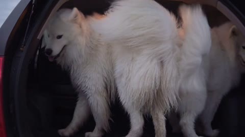 Two cute samoyed dogs are jumping in the car trunk. Slowmotion shot