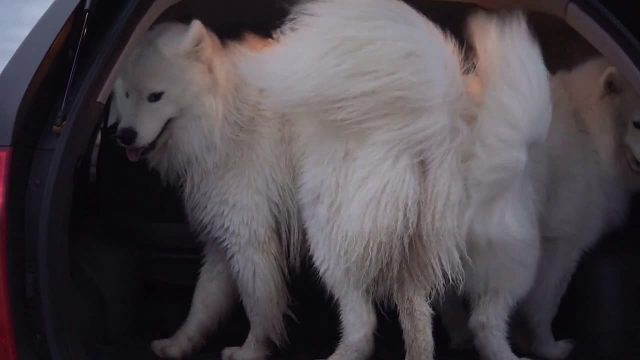 Two cute samoyed dogs are jumping in the car trunk. Slowmotion shot