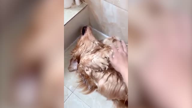 Dogs Acting Dead Reaction After Bath || Funny video || Dogs Funny Reaction