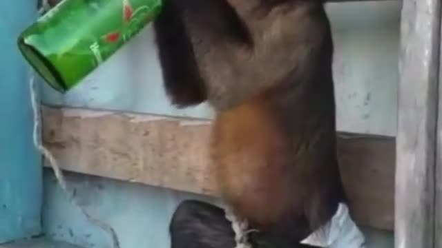 Hilarious/// monkey having a good time