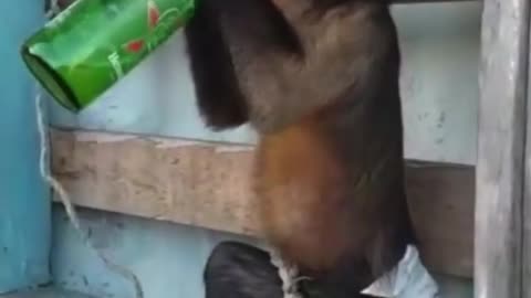Hilarious/// monkey having a good time