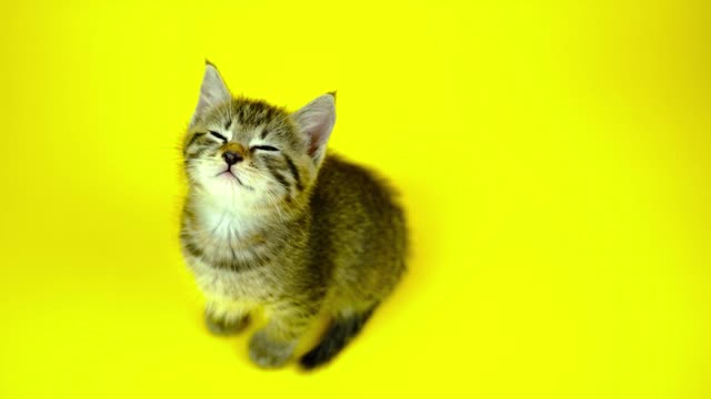 Cute Cat Kitten Feline | Cute Pets