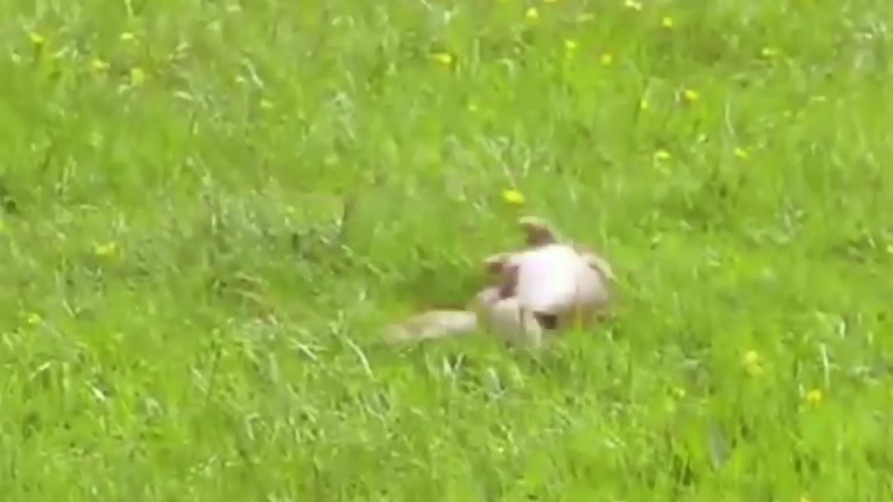 Stoat vs Rabbit Real Fight You Must Watch