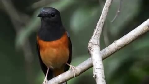 Murai Batu Bird
