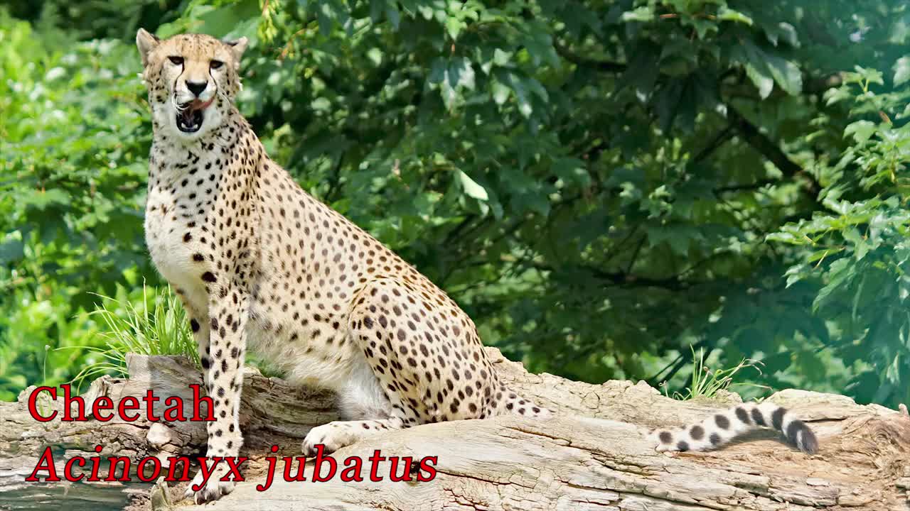 Top 5 Fastest Big Cats(720P_HD)