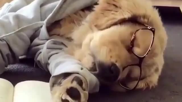لما تذاكر وانت عايز تنام .. دة بيبقى حالك 😂When you go to bed and want to sleep.. that's how you are