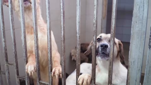 Dogs barking while in the cage.