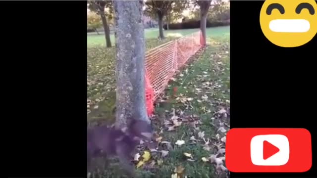 Animal Funny Videos.mp4