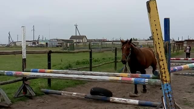 Jumping horse in slow motion