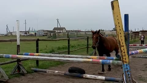 Jumping horse in slow motion