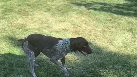 Brown dog catching ball in slo mo