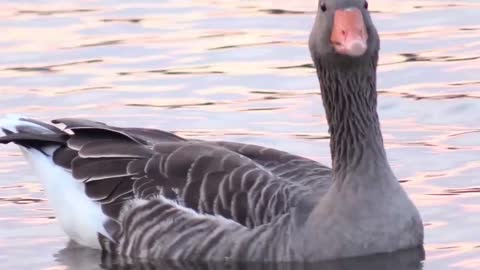 Beautiful Birds and Relaxing Nature Sounds