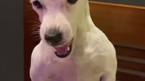 Angry Dog