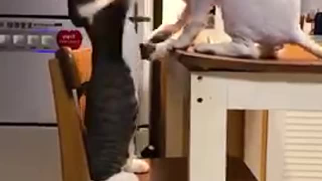 FUNNY ANIMALS VIDEOS TRY NOT TO LAUGH 🤣 | FUNNY CATS | FUNNY DOGS | CUTEST ANIMALS Ep 55