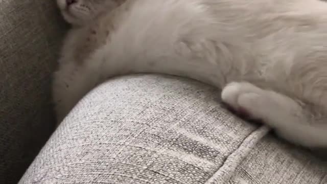 The Sleeping Kitten