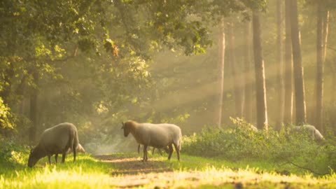 Claming magic, best animal, forest, natural