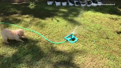 Blonde dog barks at blue sprinkler on grass lawn