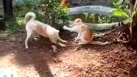 A fun dog and cat game!