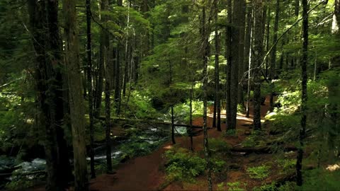 Relaxing Piano Instrument and Nature