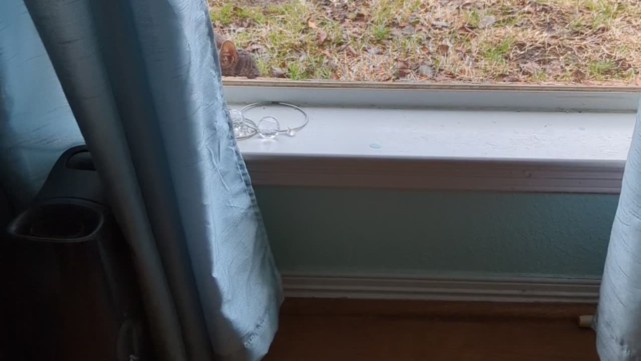 Doodle refuses kitty door