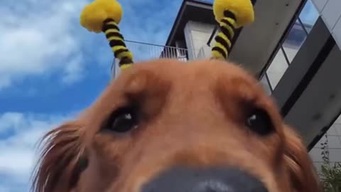 Bumble Bee dog breed 😂😍