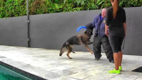 How To Make Dog Become Fully Aggressive instantly With Few Simple Tips