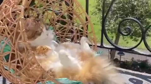 Cat Resting...