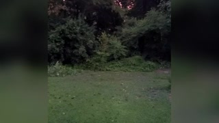 Rooster Sings With Morning Doves