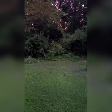 Rooster Sings With Morning Doves