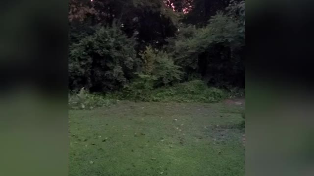 Rooster Sings With Morning Doves