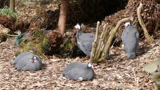 Guinea fowl are beautiful birds, aren't they