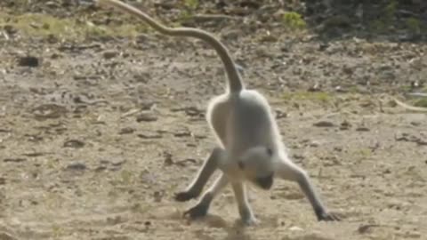 Funniest Monkey - cute and funny monkey videos (Copyright Free) Full HD