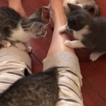 Gatitos transforman la pierna de su dueña en su propio juguete