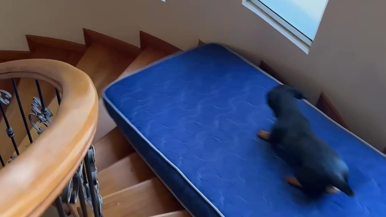 Dachshund Slides Down Spiral Staircase On Mattress