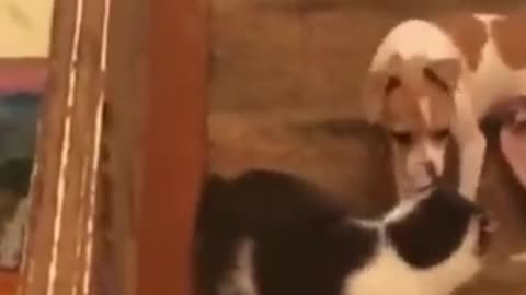 cat fight with dog