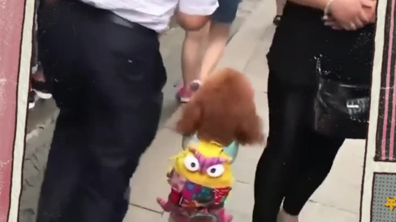 Dog Walks Around Like A Human