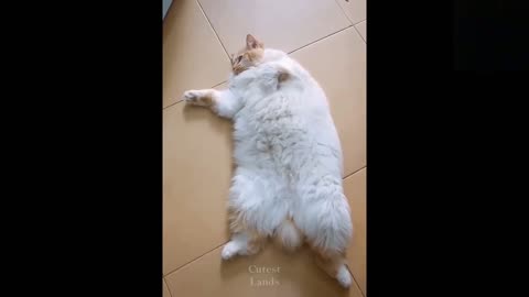Funny animals [] Try not to laugh compilation 20