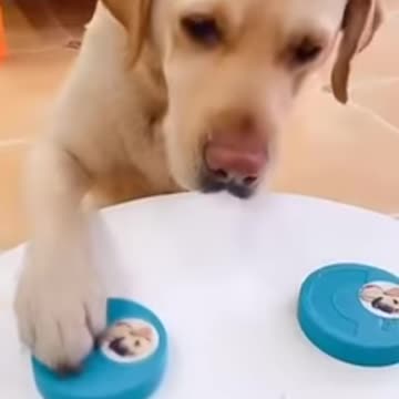 mini game with dog _ funny dogs video