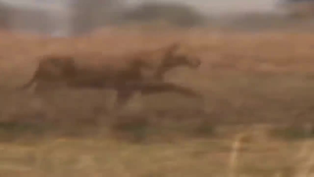 brave giraffe with fivelion