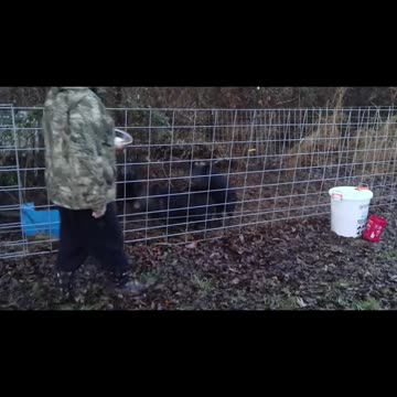 Why didn't we get pigs sooner?