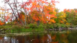 NH Foliage