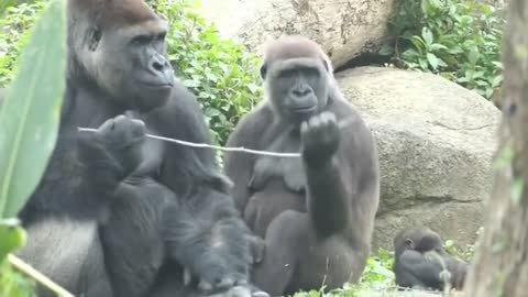 Gorillas Play With Branch