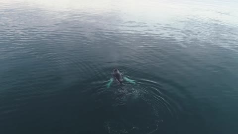 Incredible whale #2