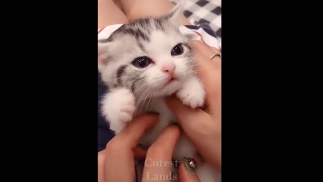 Cute and Funny Cat Videos Compilation