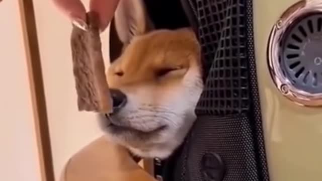 Vidéos les plus drôles de chats et de chiens - Les meilleures vidéos drôles d'animaux 2022