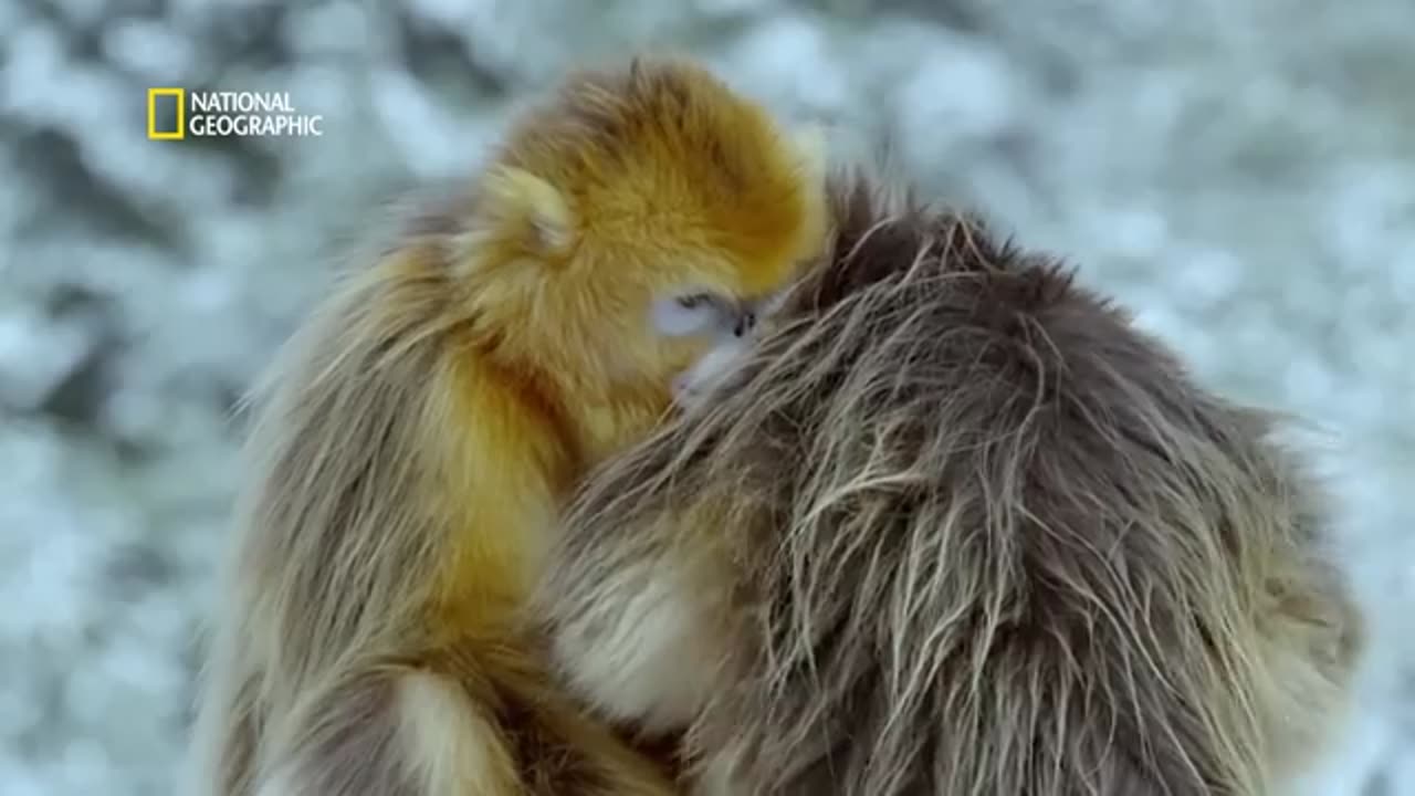 Wild life China golden monkeys