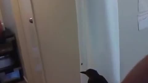 Missed the Fly, then choked on the spider...awww...