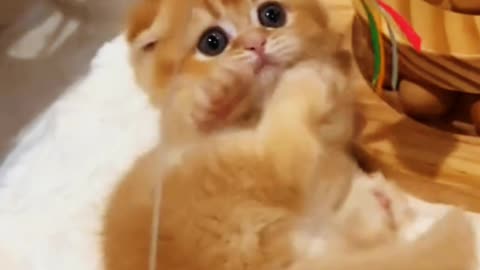 This cat looks so innocent. #cutecat #kitty